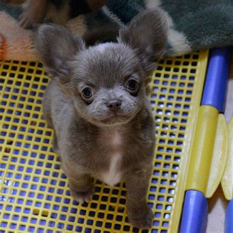 Blue long haired chihuahua puppy Usually not a chihuahua person but ...