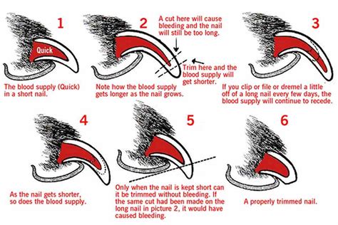 How to Trim Your Dog's Nails and Why Long Toenails are Harmful to Your ...