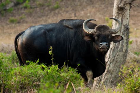 Jeevoka - 6 Charismatic Extinct Indian Animals in the Last 300 Years ...