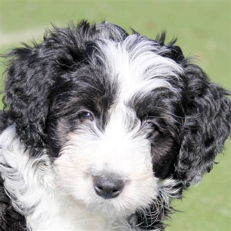 Border Collie Poodle Cross Puppies - Puppy And Pets