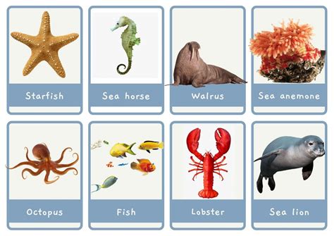 🐬Sea animals: Small & Large Flashcards + A4 Posters ⋆ Discover ...