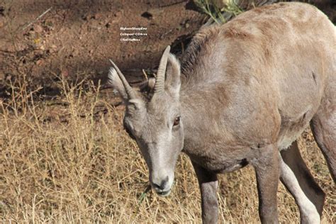 Bighorn Sheep in Bighorn Sheep Canyon-Colorado