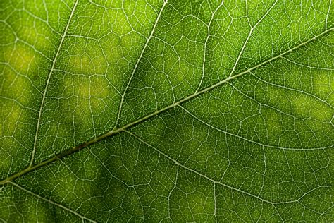 Green Leaf Texture | Leaf texture, Green texture, Leaf wallpaper