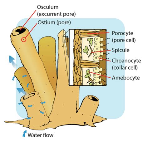 Flexi answers - How do sponges eat? | CK-12 Foundation