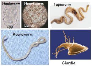 Types Of Intestinal Worms