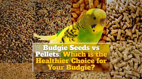 Budgie Seeds vs Pellets: Which is the Healthier Choice for Your Budgie?