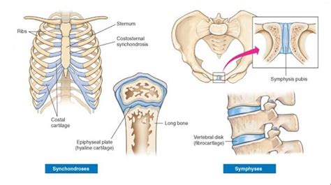 Symphysis vs synchondrosis | Anatomy | Pinterest