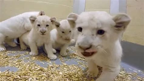 Public gets glimpse of zoo's white lion cubs | CBC News