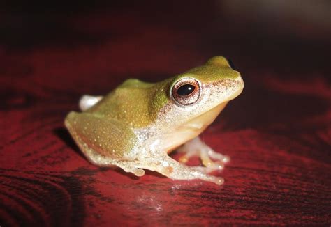 Photography & Me: Tiny Tree Frog 2