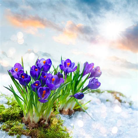 Best Crocus In Snow Stock Photos, Pictures & Royalty-Free Images - iStock