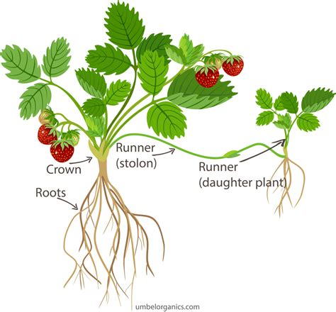 Tips For Growing The Best Tasting Strawberries - Umbel Organics