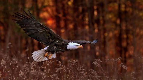 3840x2160 Bald Eagle Flight 4K ,HD 4k Wallpapers,Images,Backgrounds ...