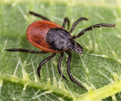 Deer Tick Identification, Habits & Behavior | Florida Pest Control