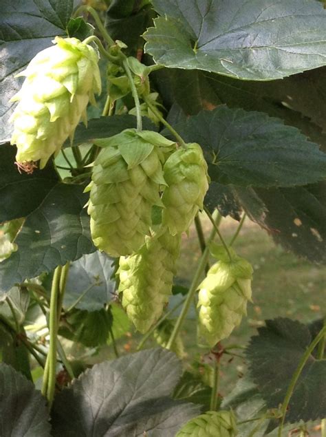 Grow Hops