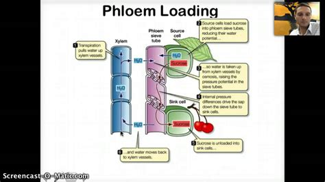 IB 9.2 - Transport in Phloem - YouTube