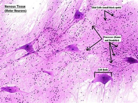 A cellular example of nervous tissue of a motor neuron. The dendrites ...