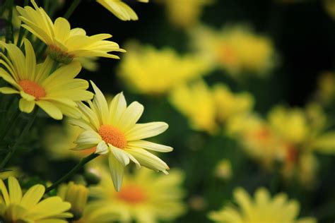 Yellow Daisy Wallpapers - Top Free Yellow Daisy Backgrounds ...