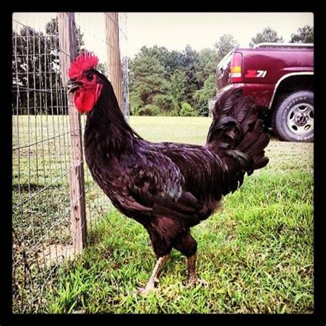 -Black Jersey Giant Rooster- young -has a little growing to do ...