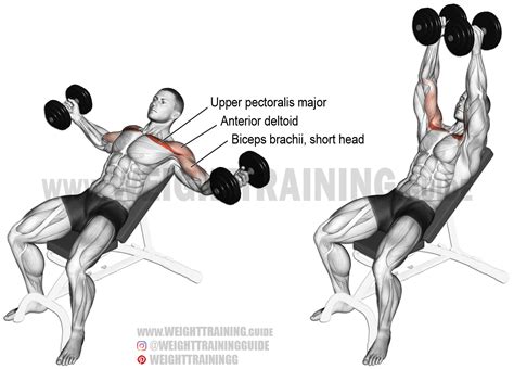 Incline dumbbell fly exercise instructions and video | Weight Training ...