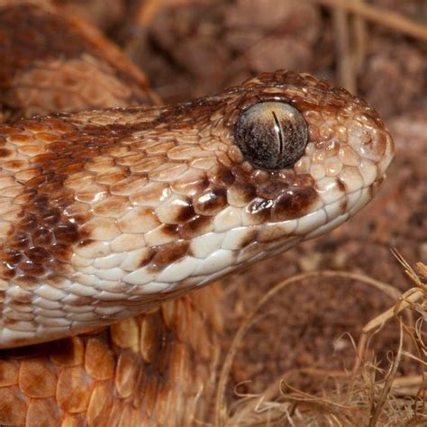 West African Carpet Viper - African Snakebite Institute