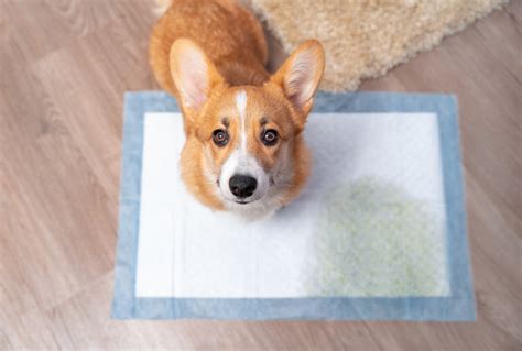 20 Tips for How To Potty Train a Puppy – A Pup Above