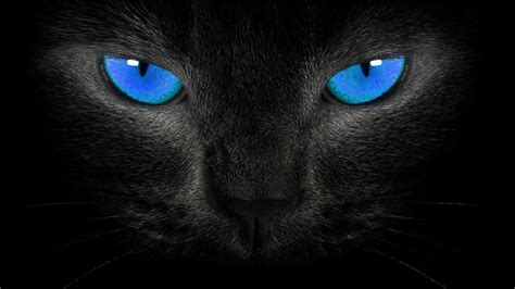 Cat Black Wallpaper - Wallpaper, High Definition, High Quality, Widescreen