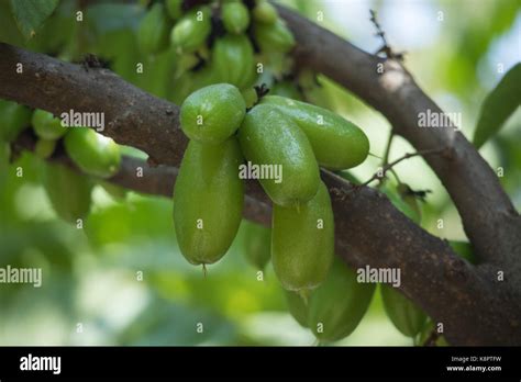 Belimbing sayur di jakarta hi-res stock photography and images - Alamy