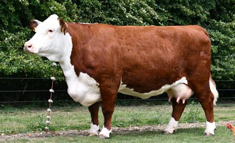 Pulham herd dominates online National Hereford Show - Hereford Cattle ...