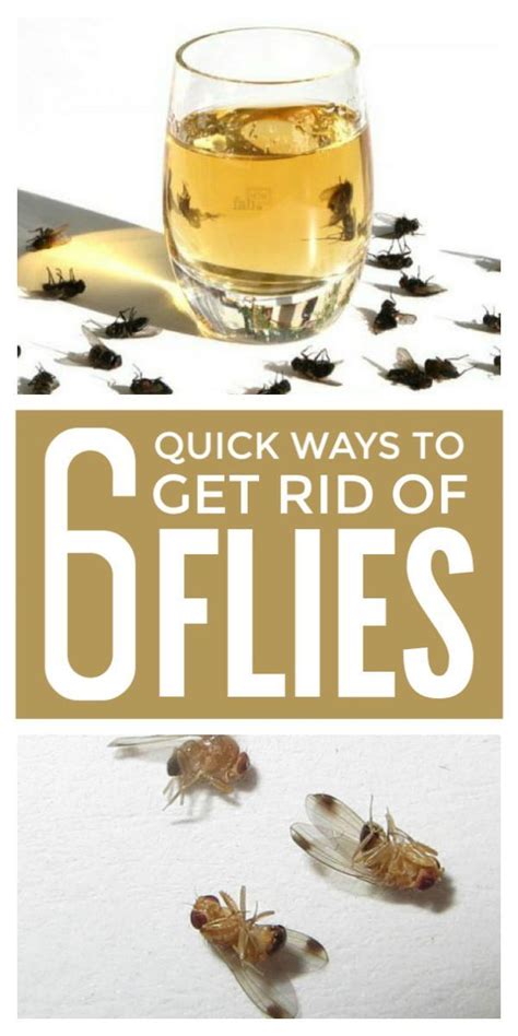 Get rid of flies fast with these DIY tips using apple cider vinegar ...