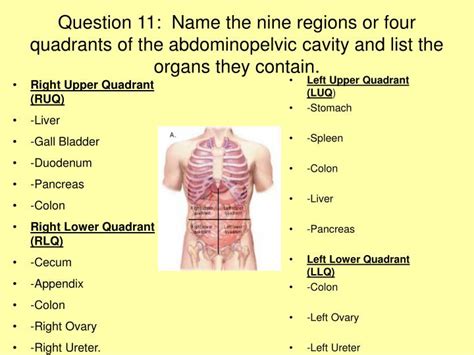 PPT - Human Anatomy and Physiology PowerPoint PowerPoint Presentation ...