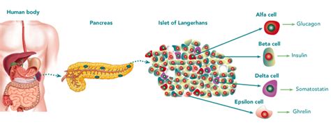 Pancreatic Islets Alpha And Beta Cells