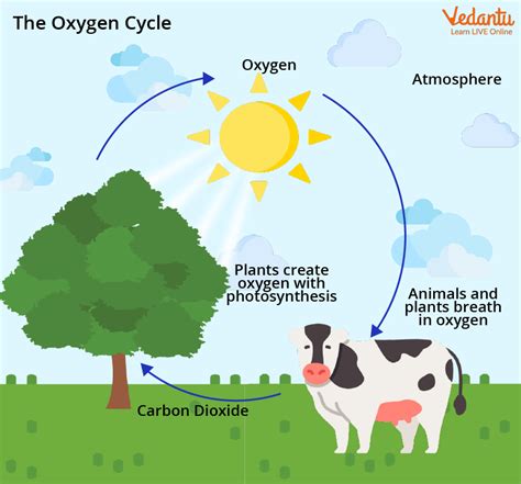 Simple Images Of Carbon Cycle Diagram - Infoupdate.org