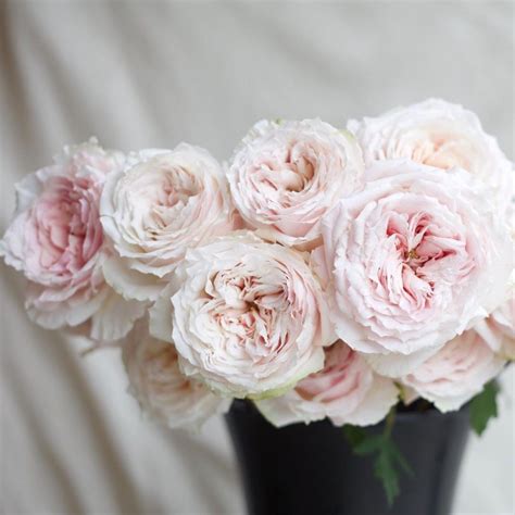 "A very pale blush pink garden rose, this one is called Tsumugi. A good ...