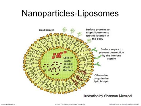 nanoHUB.org - Resources: Biocompatibility and Cellular Overview III ...