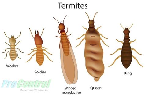 Types of Termites in South Florida - ProControl Management Services