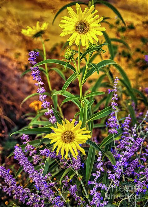 Lavender and Daisies Photograph by Janice Pariza | Fine Art America