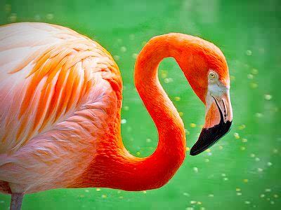 Flamingo S Jigsaw Puzzle - JigZone.com