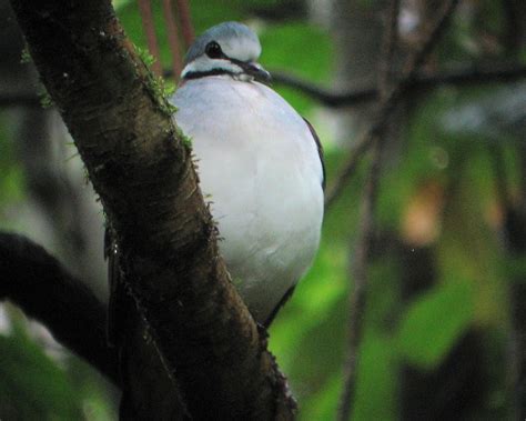 eBird Checklist - 7 Mar 2009 - Yasuni National Park - 35 species