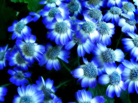 Summer Flower: Blue Flowers