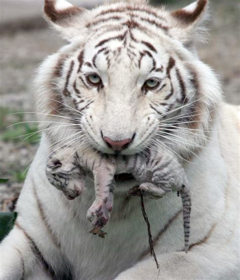 White tiger holding baby tiger cub : pics