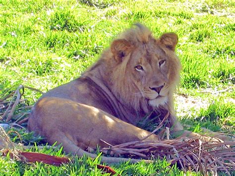 Lion San Diego Zoo Photograph by Jay Milo