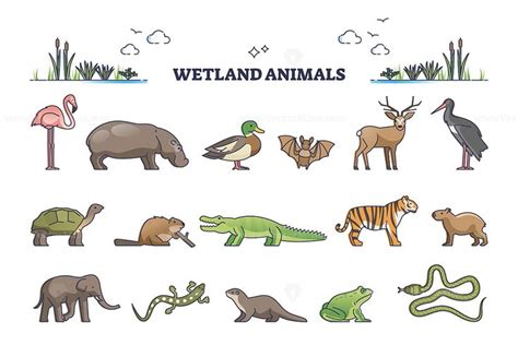 Wetland animals collection with wet environment fauna species outline ...