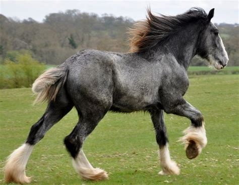 Shire horse 78 Best ideas about Shire Horse on Pinterest Draft horses ...