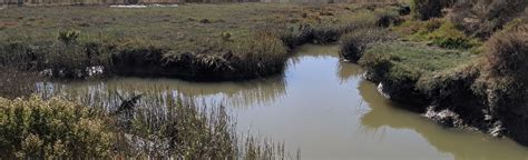 San Venetia Marsh Levee Trail: 14 foto's - California | AllTrails