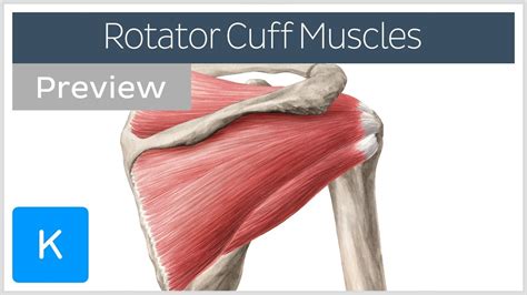 Rotator Cuff Diagram