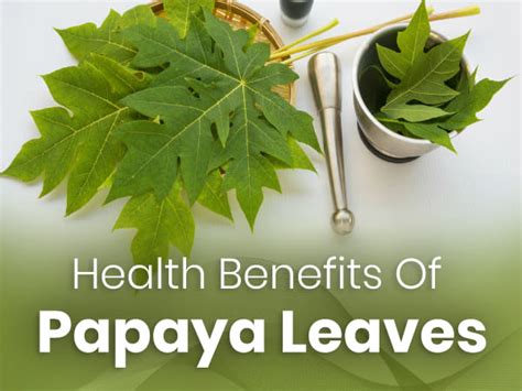 22 Incredible Health Benefits Of Papaya Leaves - Boldsky.com