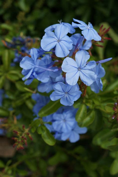 Photo #50874 | Plumbago auriculata | plant lust