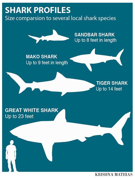 Swimming with sharks: Common species in South Jersey | Living ...