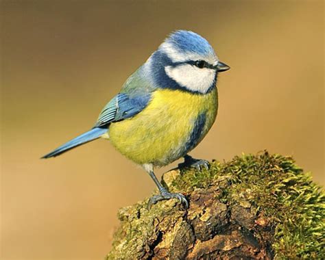 Bird for January – Blue tit « Sulgrave Village Website