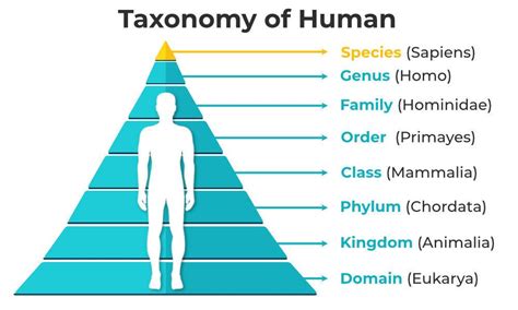 Classification Of Living Things: Basic Taxonomy Explained, 58% OFF